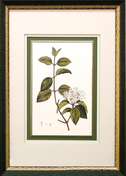 14480 VIBURNUM - 20X29