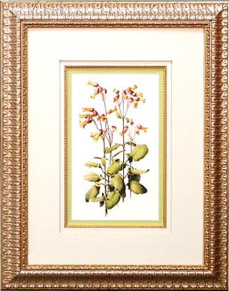 14492 BRIO PHYLLUM - 18X24