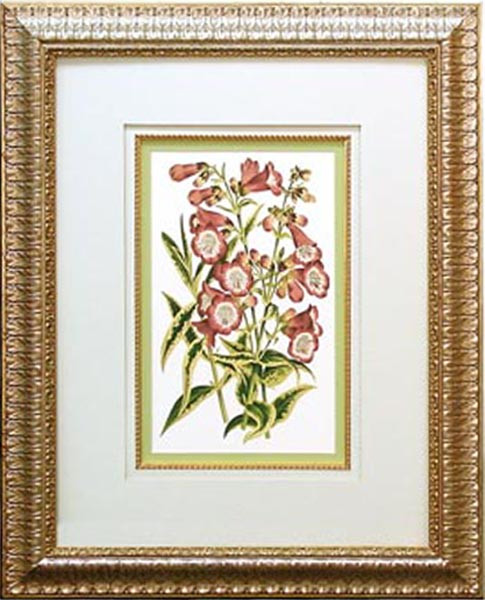 14493 PENTSTEMON - 18X24