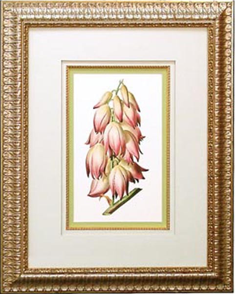 14494 YUCCA WHIPPLEI - 18X24