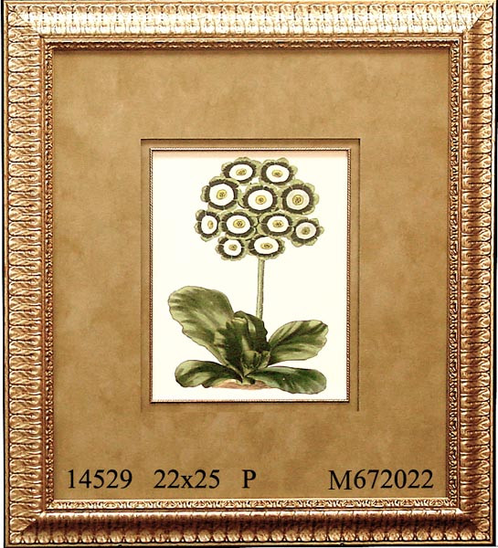 14529 PLATE 52 - 22X25