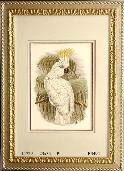 14729 GOULD-HART COCKATOO I - 23X34