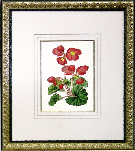 15011 BEGONIA ROSA FLORA - 19X22