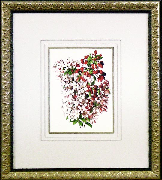 15012 MALUSFLORIBUNDA - 19X22