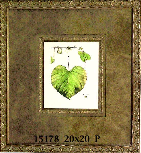 15178 CARIBAEA - 20X22