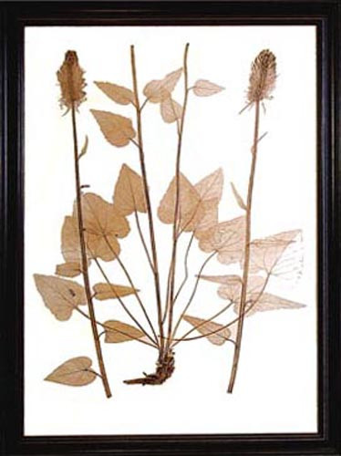 15438 ALPHA BOTANICA I - 28X40