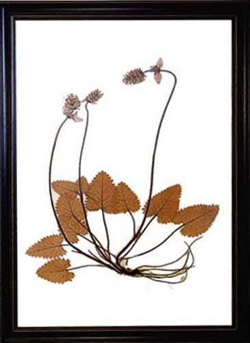 15441 ALPHA BOTANICA IV - 28X40