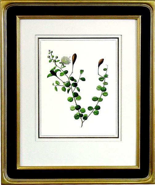 15455 CAPPARIS - 22X28