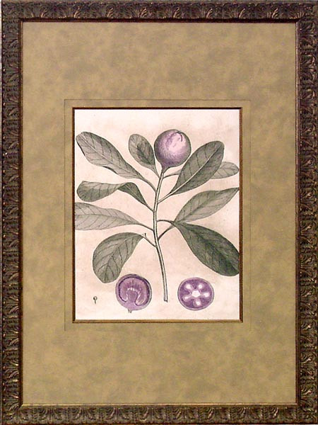 15659 BOTANICAL U - 18X25
