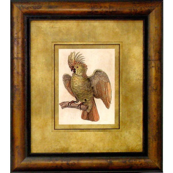 17340 COCKATOO II - 24X28