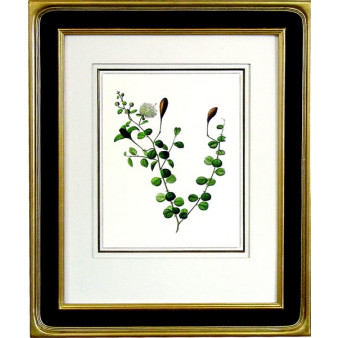 15455 CAPPARIS - 22X28