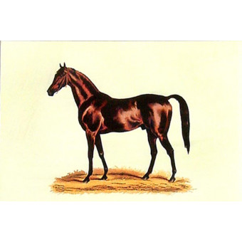 16360 CHEVAL II - 10X15