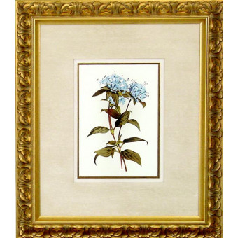 16468 XIII - 20X24