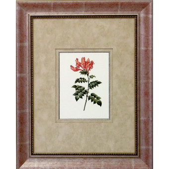 16474 CORAL PASSION II - 18X24