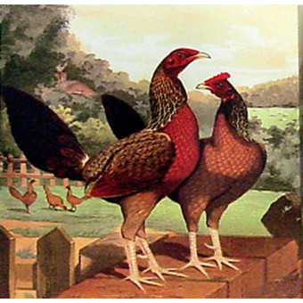 16499 CHICKEN DO'S I - 16X16 (Temporarily Discontinued)