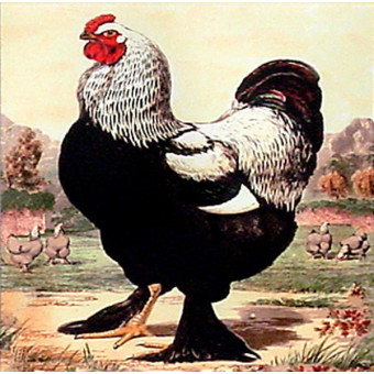16501 CHICKEN DO'S III - 16X16 (Temporarily Discontinued)